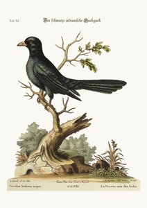 Czarny Indianin Cuckow, 1749-73
